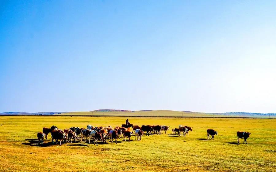 科尔沁草原 风吹草低见牛羊的肉牛之都