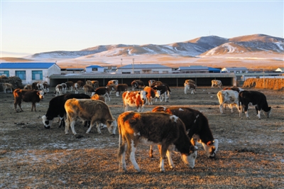 扎旗减出生态好转增进牧民收入