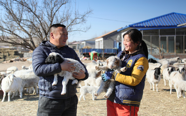 扎旗:春季生产忙 接羔保育“喜羊羊”