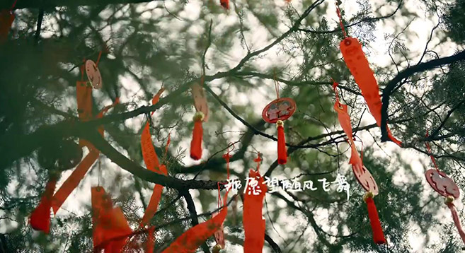 这个七夕,让古树见证你的告白