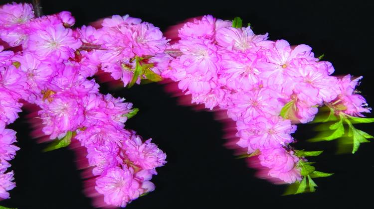 First slide image