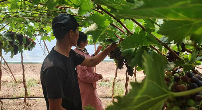 黄花山镇：“小葡萄”变身“金串串” 串起致富新希望