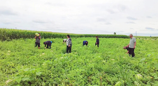 特色种植迎丰收 甜蜜产业促增收