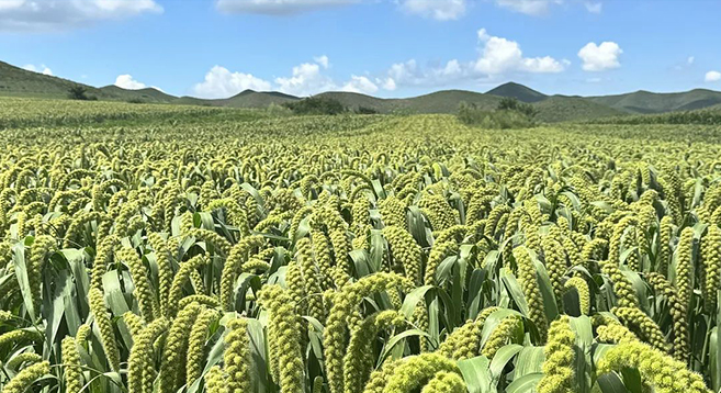 千亩谷子长势喜人 丰收在望