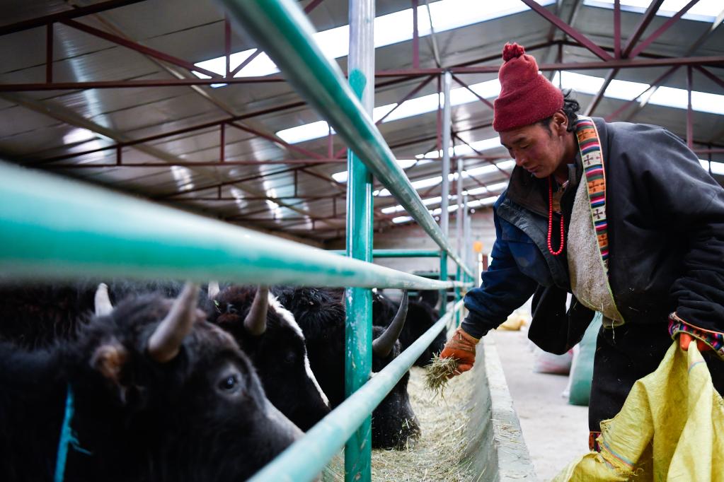青海省黄南藏族自治州泽库县宁秀乡拉格日村牧民多杰才旦在合作社的