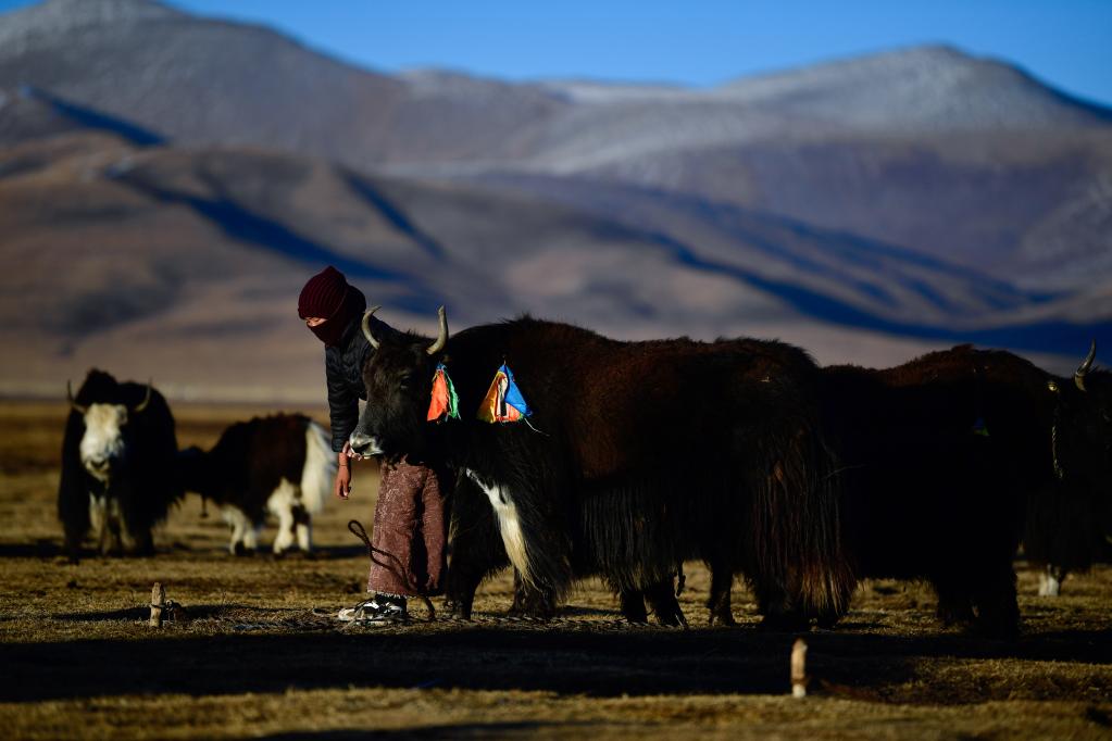 在青海省玉树藏族自治州称多县珍秦镇二村,牧民尼玛措毛在拴牦牛(2020