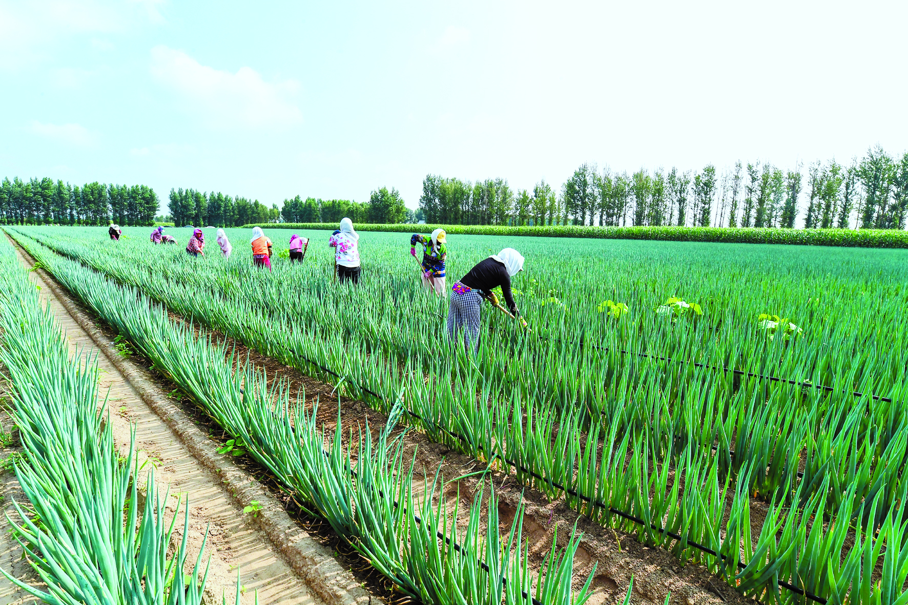 大葱种出致富路