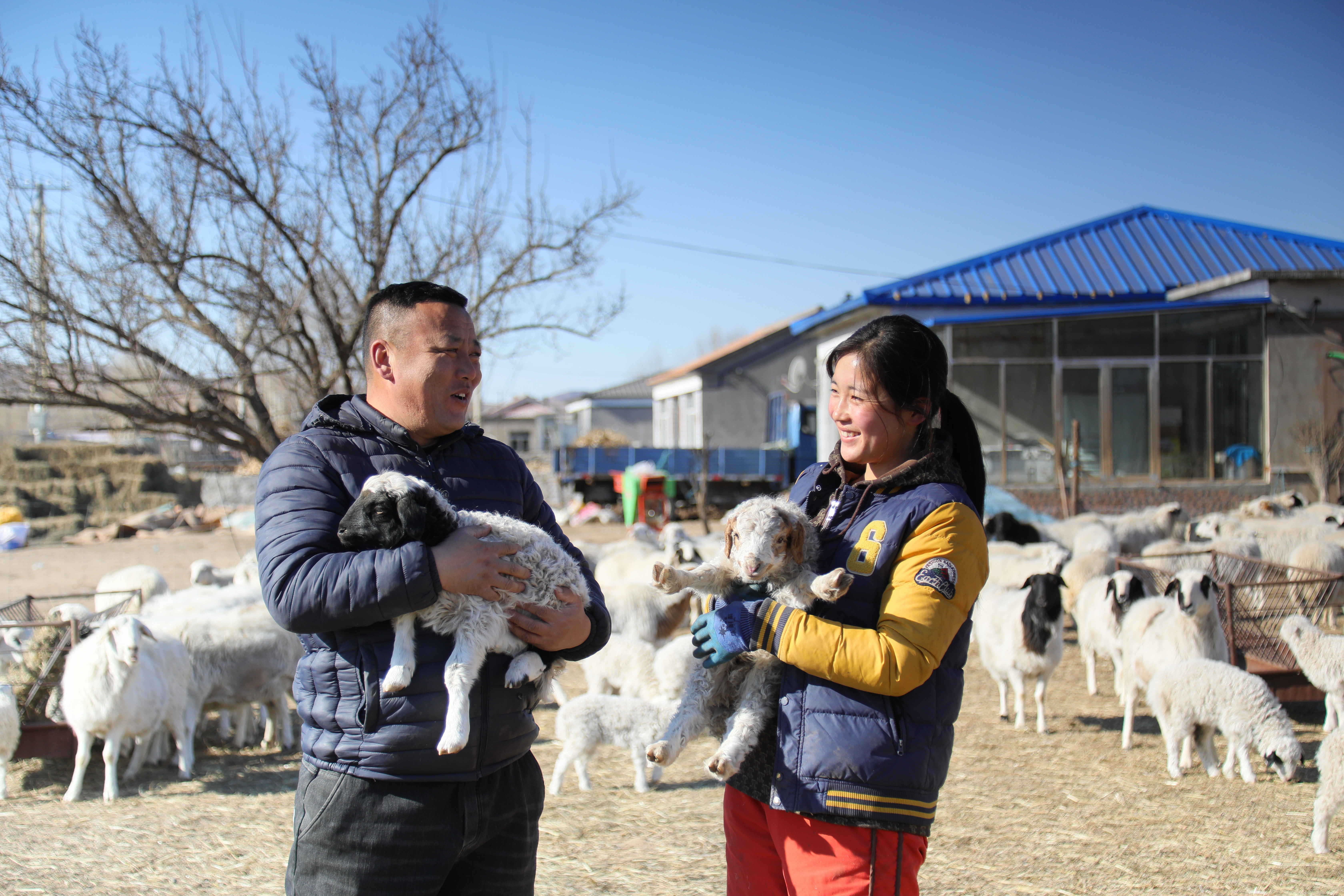 扎旗春季生产忙接羔保育喜羊羊