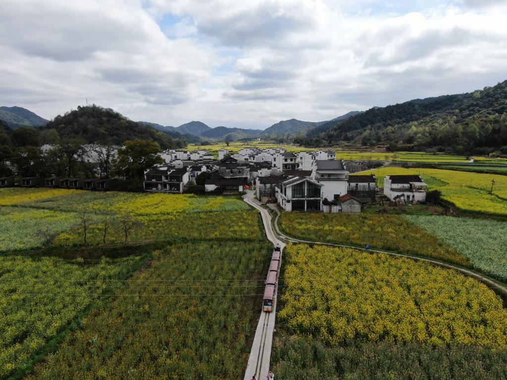 江西省上饶市婺源县赋春镇严田村游客坐"小火车"赏花.