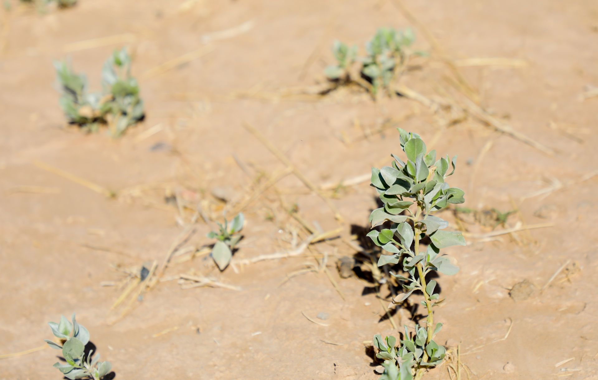 【万千气象看中国·北疆绿潮奔涌】"磴口模式"锁沙尘