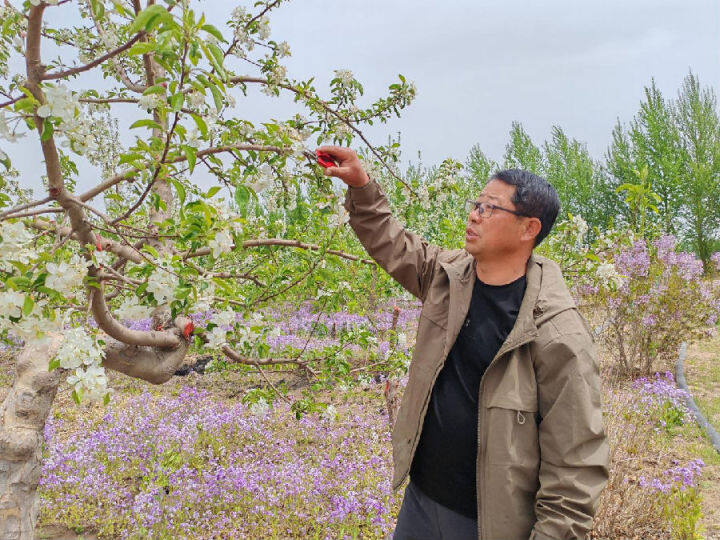 陶占富正在进行疏花(吕志敏 摄) 陶占富正在进行疏花(吕志敏 摄)