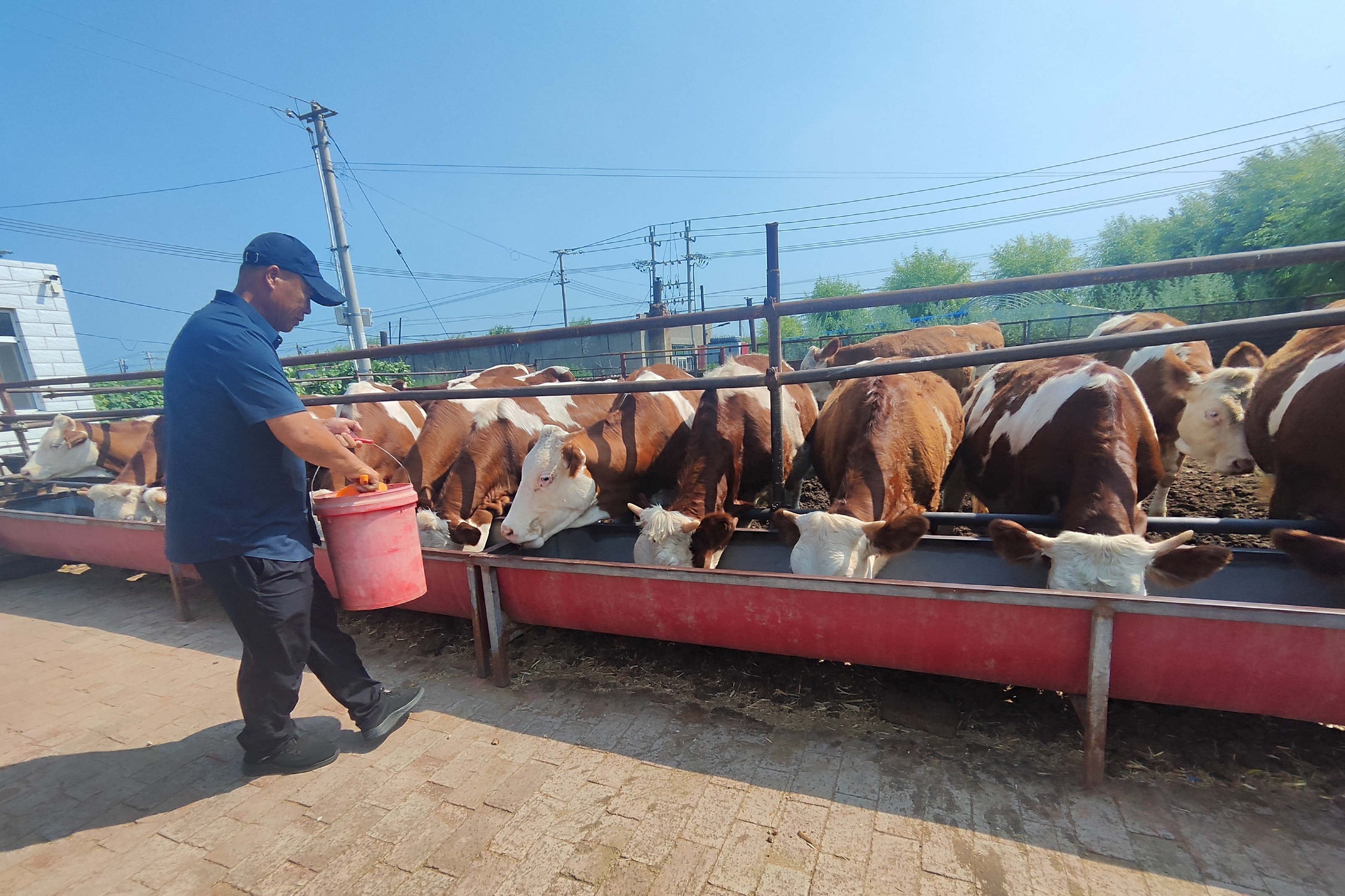 養(yǎng)殖戶給牛喂養(yǎng)菌酶協同發(fā)酵飼料（玲春 攝）.jpg