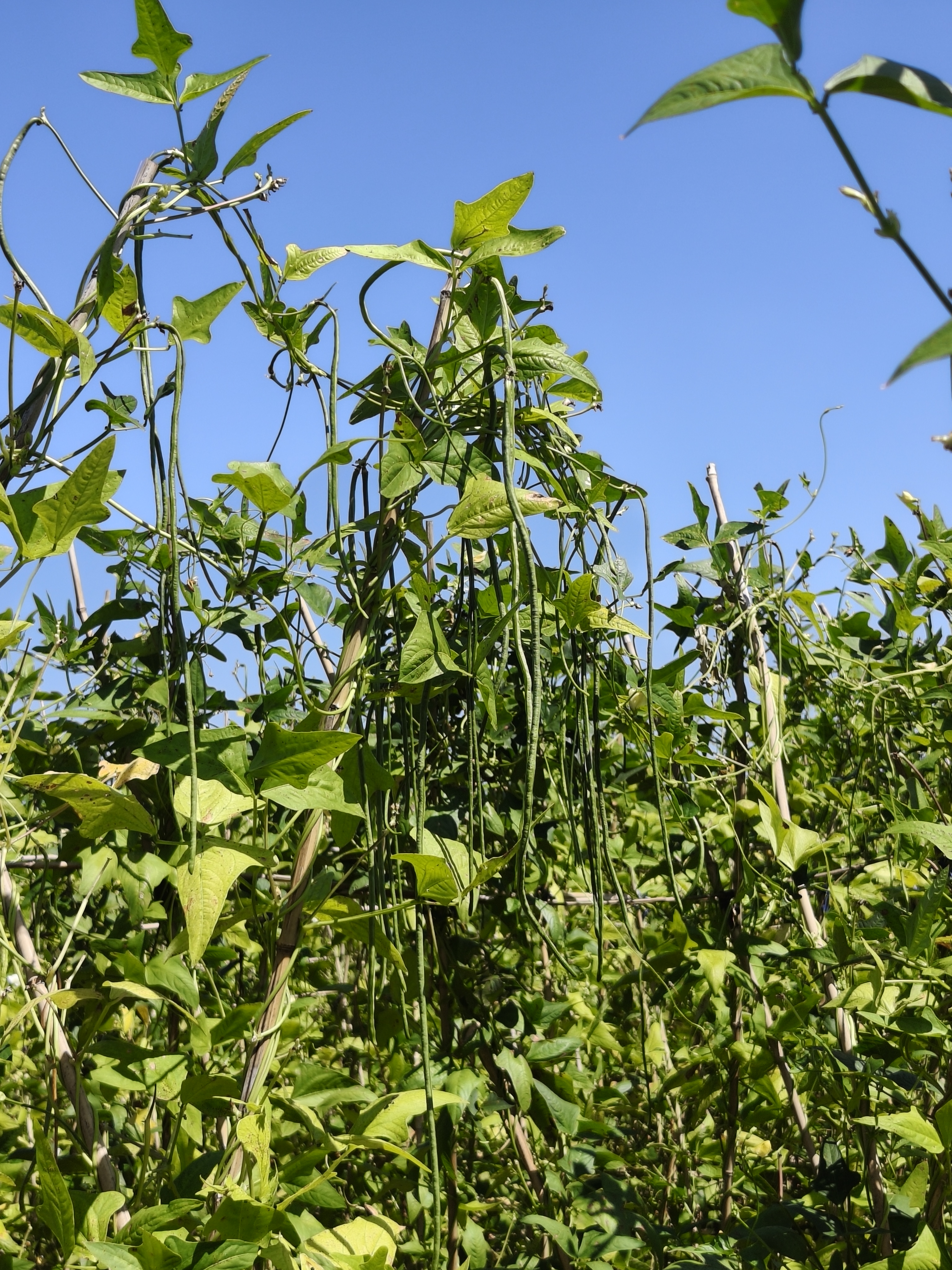 关海湖种植的豇豆（张都日娜 摄）.jpg