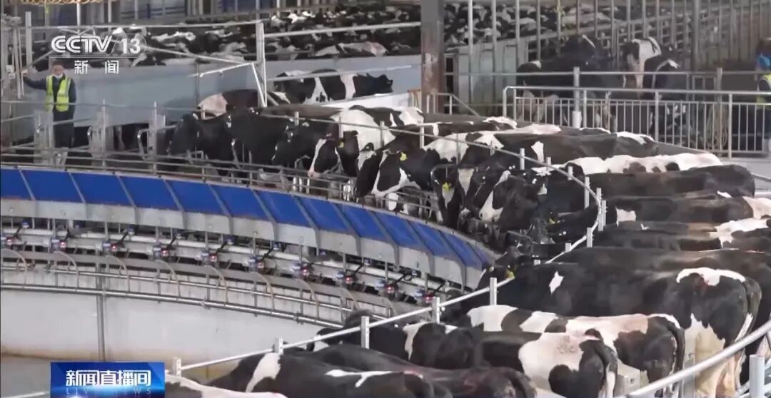 1514178004436927.jpg 8598de8437bb16998501a76800505b32.jpg