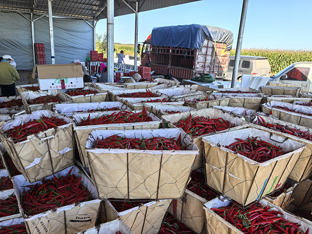 分拣、装箱后的辣椒。包卉摄