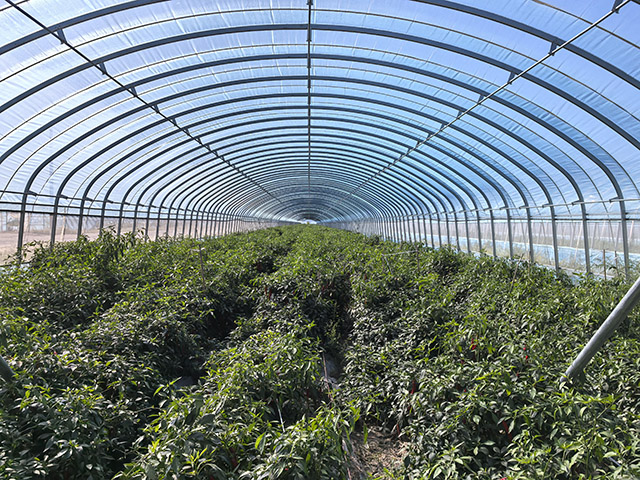 示范区内种植的辣椒。包卉摄