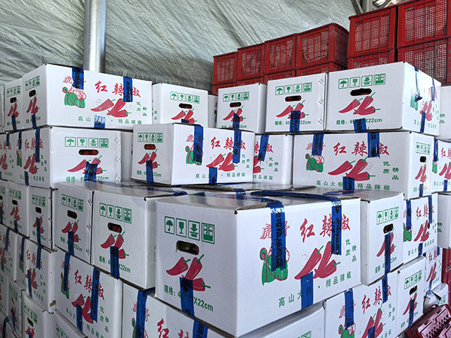 装箱待运往销售市场的辣椒。包卉摄