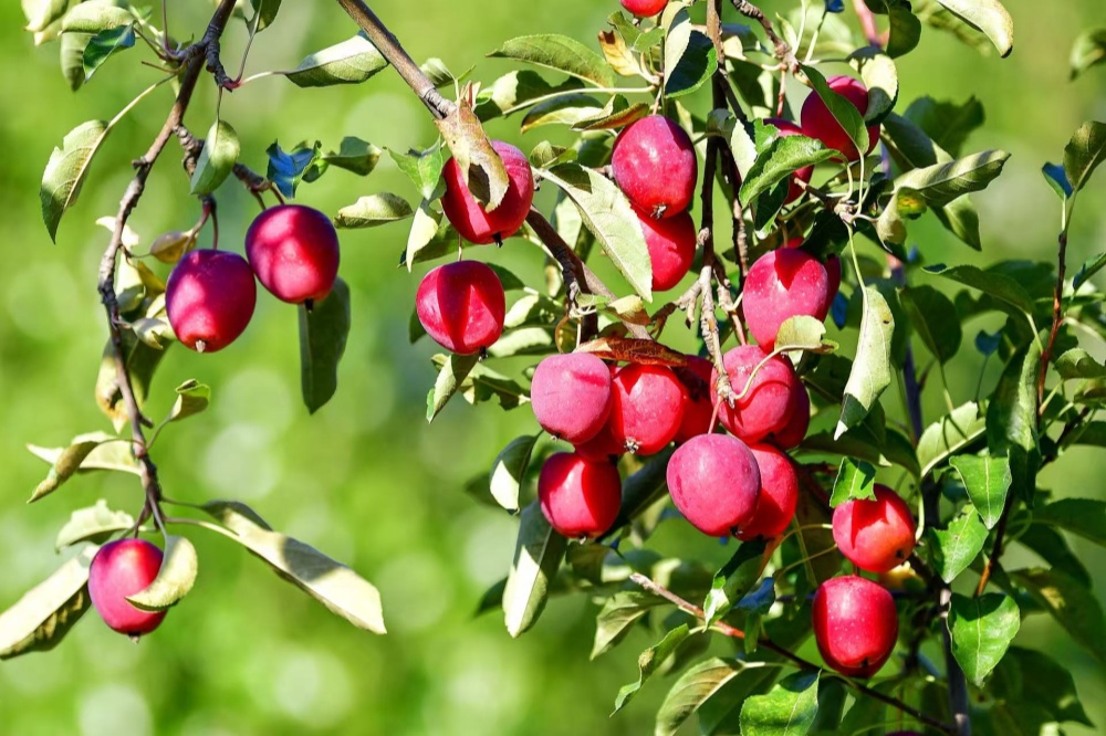 1763777964141997.jpg 2.开鲁鸡心果喜获丰收 。 记者 张启民 摄.jpg