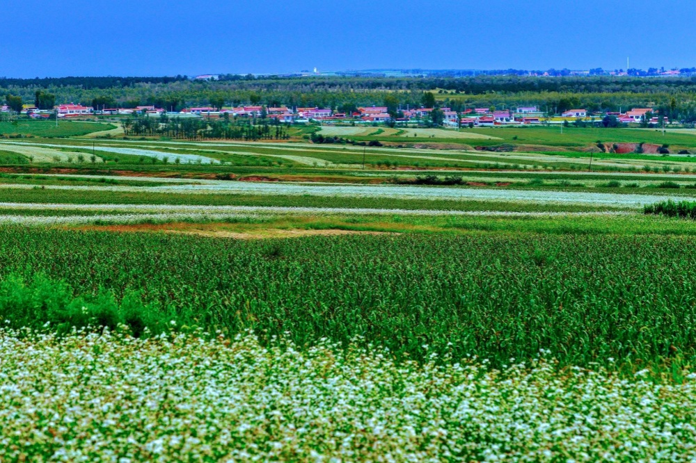 1763777997916976.jpg 3.库伦荞麦花开。记者 张启民 摄.jpg