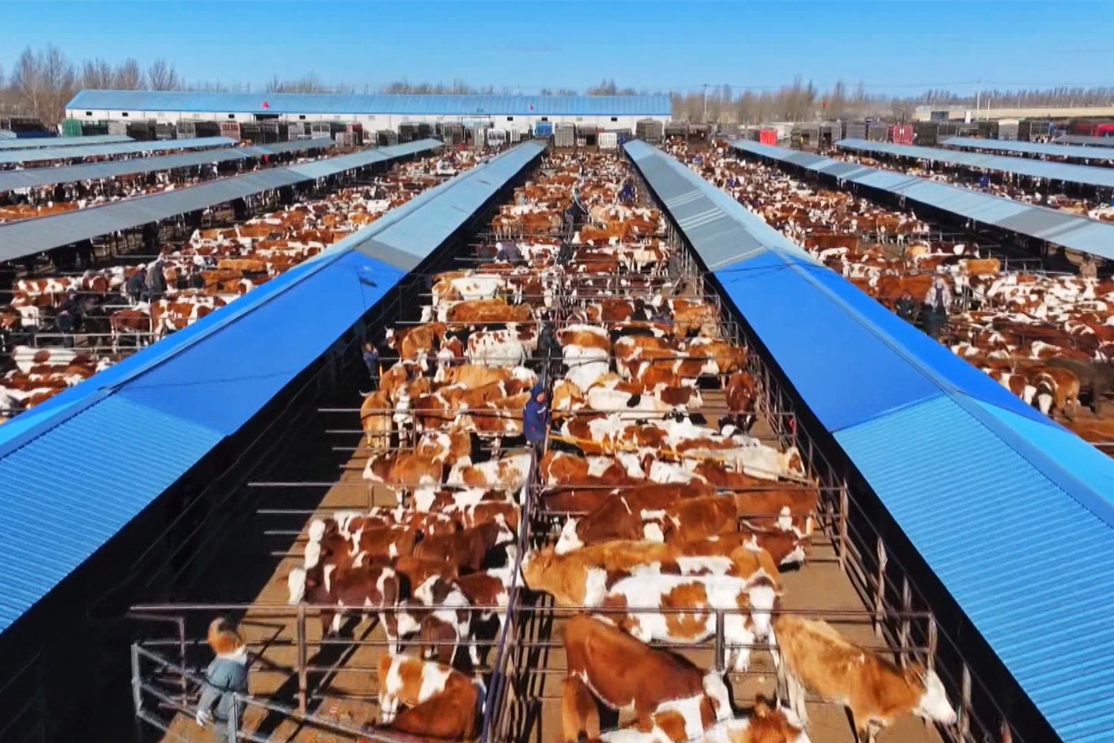 1767689879962812.jpg 图片1_副本.jpg