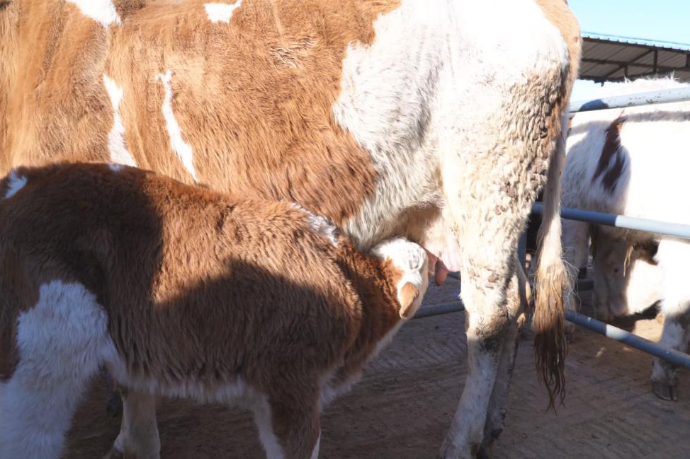 1770887093175812.jpg 图片4.jpg