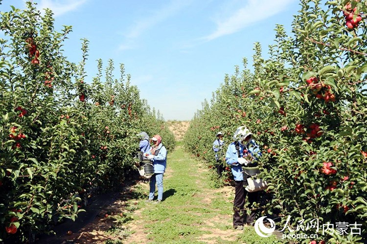收获季，苹果园里硕果累累（资料图）。受访单位供图