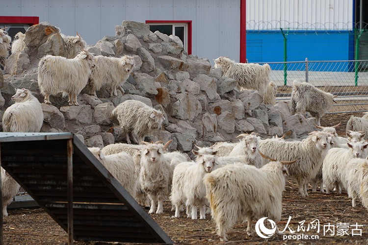 阿尔巴斯绒山羊在“假山”上悠闲自在。人民网记者 苗阳摄
