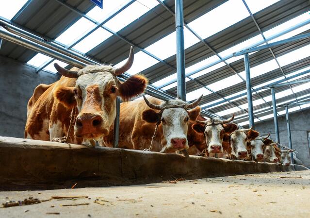 粮仓更实肉库更足我市加快打造现代农牧业强市