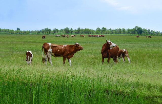 粮仓更实肉库更足我市加快打造现代农牧业强市
