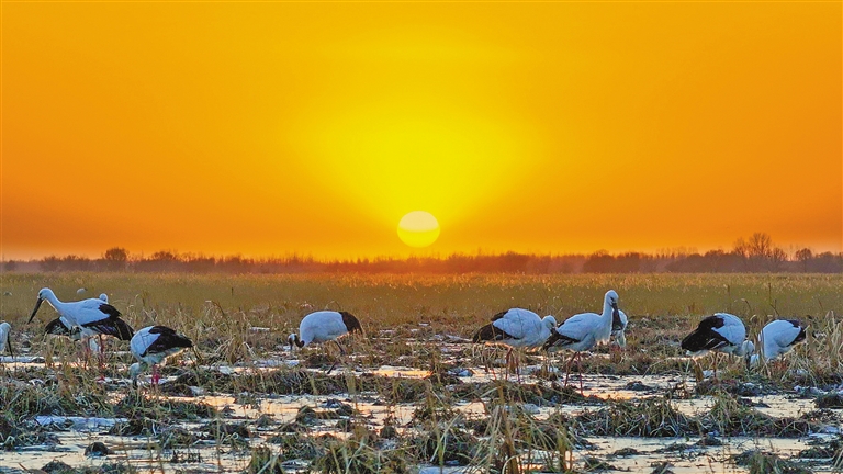 1012555411425911.jpg 4557940_an_1774418435877_s.jpg