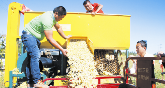 430亩籽用西葫芦拓宽农民增收路