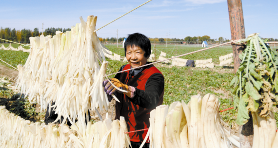 萝卜里悟出“致富经”