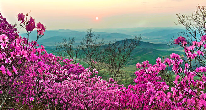通辽市花季旅游启动仪式暨扎鲁特旗首届杜鹃花文化旅游节盛大开幕