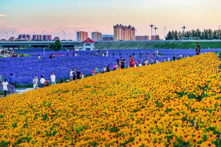 21.花海.JPG