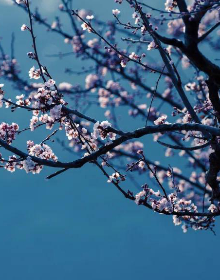 繁花.jpg
