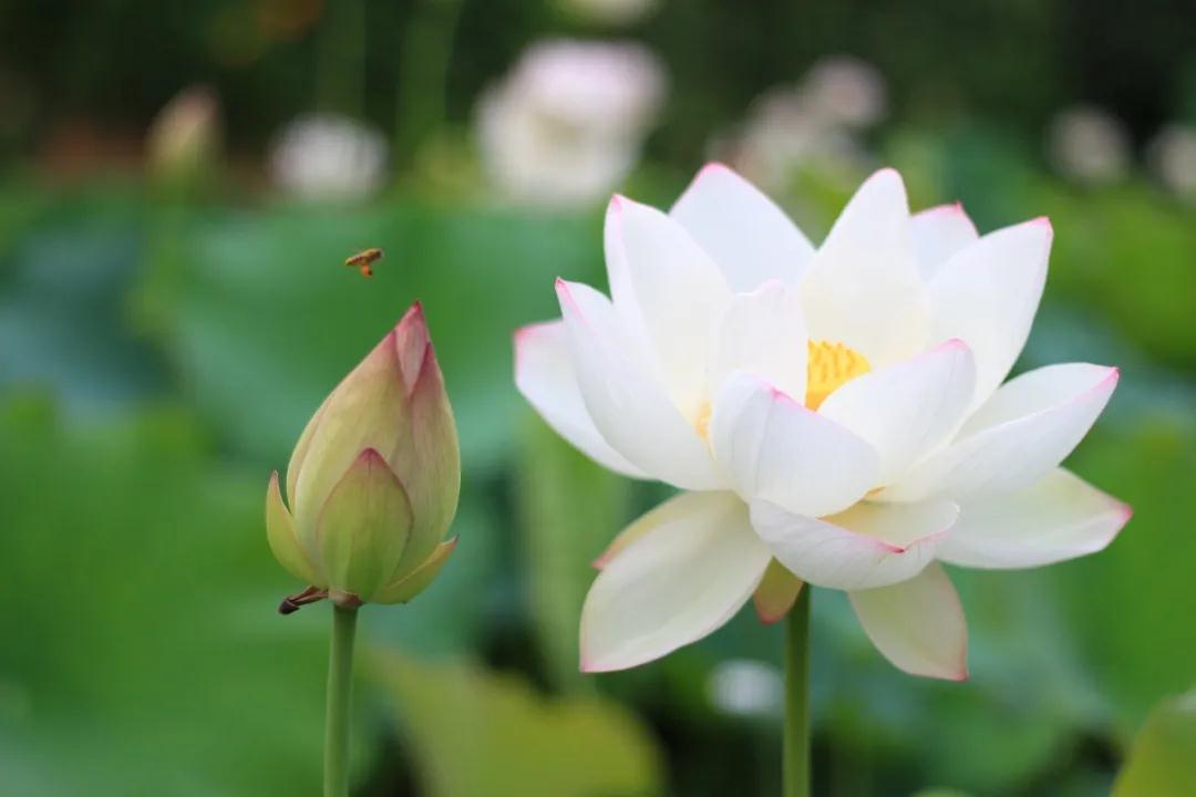 荷花.jpg