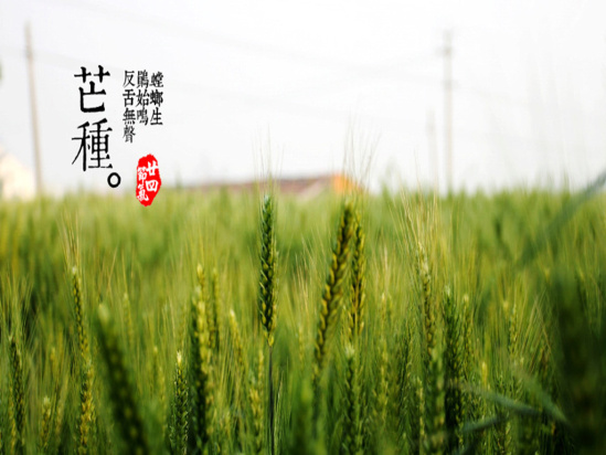 1103581509465767.jpg 芒种节气.jpg