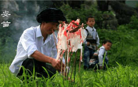 1108374174450567.jpg 安苗.jpg